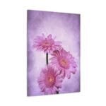 Pembe Gerbera kanvas tablo