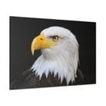 Kel Kartal kanvas tablo