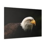 Kel Kartal kanvas tablo