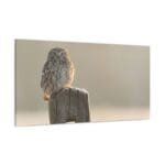 Baykuş kanvas tablo