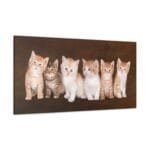 Yavru Kediler kanvas tablo