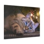 Mavi Gözlü Kedi kanvas tablo